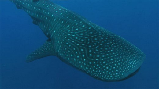 Whale shark feeding