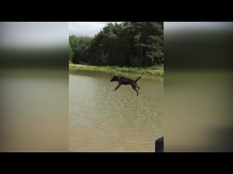 Watch Dog Get Blindsided And Fly Through The Air After Crashing Into Water Slide