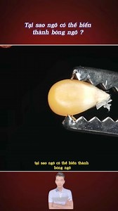 1.3M views · 10K reactions | Tại sao ngô có thể biến thành bỏng ngô ? #reelsvn #hcvlog | HC Studio | Facebook