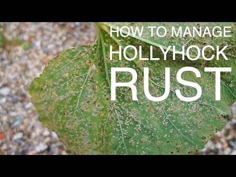 How To Manage Rust On Hollyhocks #hollyhocks #hollyhock #gardening #gardeningtips