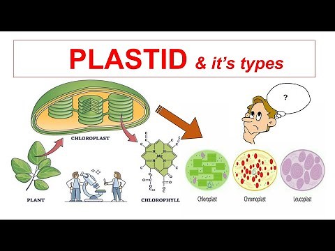 Plastid & It's Types || Chloroplast, Chromoplast, Leucoplast || Fundamental Unit of Photosynthesis