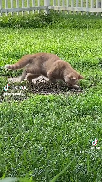 Chipmunk Encounter During Cat's Hunt
