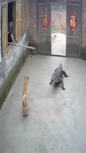 Croc vs. Hero Dog 🐊🐶 #shorts