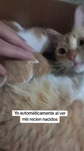 Lindos mis felinos 🐱 #suscriptores #suscribense #apoyoporfa #amolosgatos