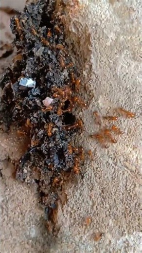 Watch Red Ants Protect Their Colony Before Rain | Incredible Ant Behavior