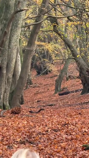 17 reactions | A beautiful walk in a beach woods! | Tapestry Mastiffs | Facebook