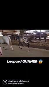 Appaloosa colt by Smoking Sixcess at Shining C Grulla Horses 🦄 | Shining C Grulla Horses