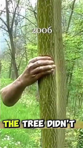 Tree Swallows a Human Hand? The Creepy Truth Revealed 🌳😱