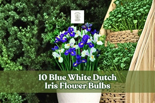 10 Blue White Dutch Iris Flower Bulbs Spring Bloom Garden - Etsy