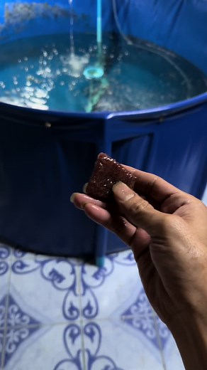 Koi Shotbody💙 #ปลาคราฟ #koi #ปลาสวยงาม #เทรนด์วันนี้ #fypシ゚viral