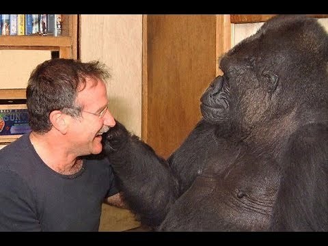 VIDEO OF KOKO THE GORILLAS LAST WORDS!!!