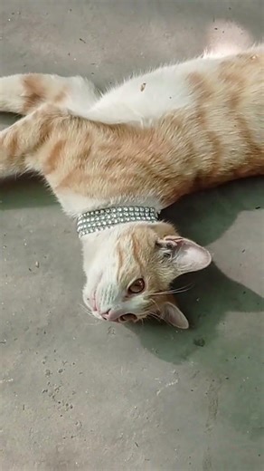 Sad Cat Has No Friends 😿 Heartbreaking Cat Moment #catshorts