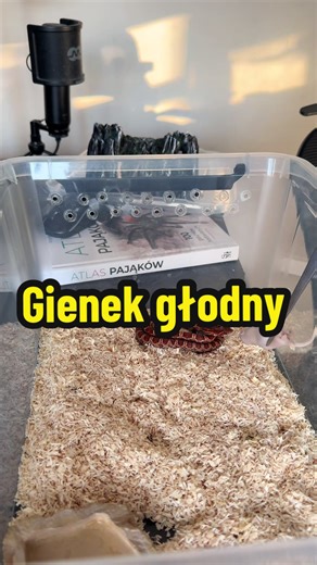 Jak ogłuszyć karpia? Poradnik krok po kroku