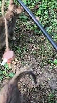 Angry Kittens Play Fight Like Tiny Warriors Too Cute to Handle! #comedyeffect #comedy #compilation