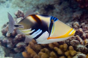 Lagoon triggerfish - Alchetron, The Free Social Encyclopedia