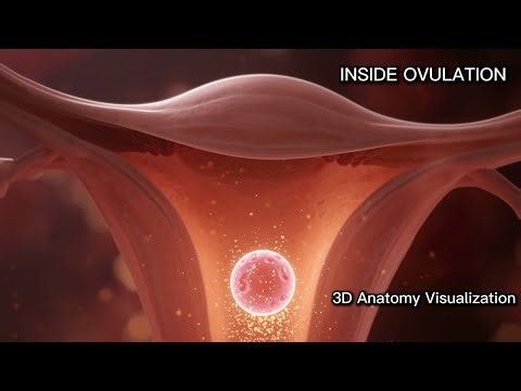 Inside Ovulation: What Happens During Ovulation in 3D AI Visualization.