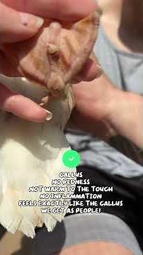 What is bumble foot? And how to identify it! #ducks #homestead #ducksofyoutube #petducks #waterfowl