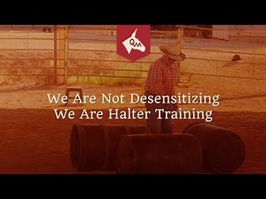 Owning a Mule - We Are Not Desensitizing, We Are Halter Training