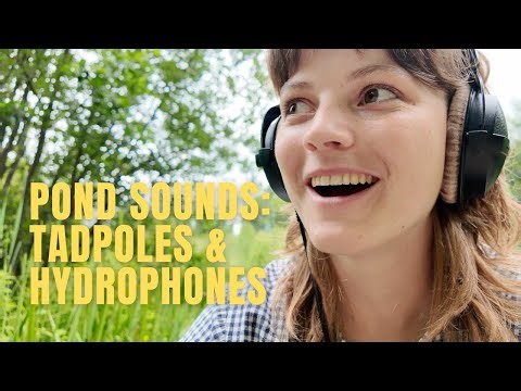 Pond sounds: field recording in late summer • tadpoles & hydrophones