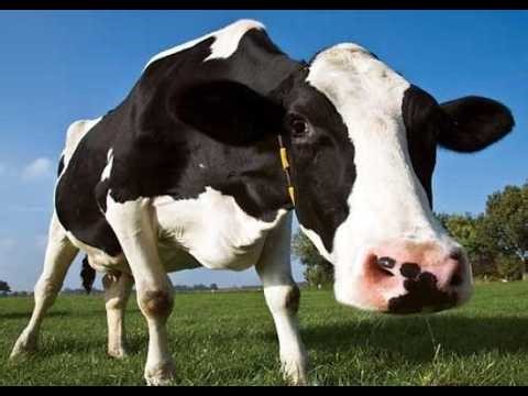 Cow Hypnosis Subliminal (VERY POWERFUL!!!!!!!)