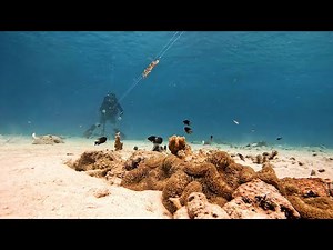 Stealth swimmers: the fish that hide behind others to hunt