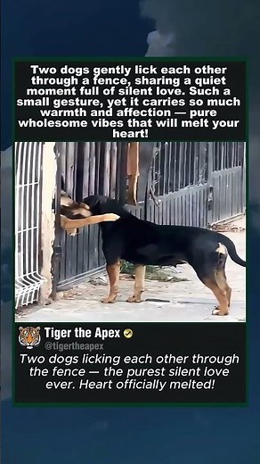 Dogs Exchange Gentle Licks Through the Fence #animallove #cuteanimals