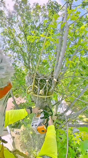 Pulling these limbs away from the power lines | 4 Seasons Tree Service