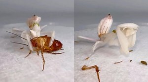 Stunning Timelapse Shows Praying Mantis Eating a Cockroach Like a ‘Hamburger’