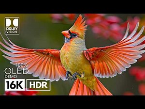 Most Beautiful HDR OLED Demo for 4K/8K Video Test | 16K HDR 120 FPS | Dolby Vision