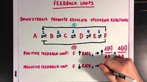 Allosteric regulation and feedback loops