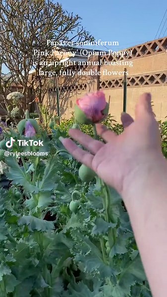Gigantic poppies!! Papaver somniferum (Paeoniiflorum Group) 'Pink Paeony' (Opium Poppy) is an upright annual boasting large, fully double flowers, 4-5 in. across densely packed with soft pink, crumpled petals. Blooming for weeks in summer, the ravishing blooms sit on top of stout stems clad with silvery leaves. #chaosgardening #gardening #flowerfarm #gardentok #cutflowers #poppies #fyp