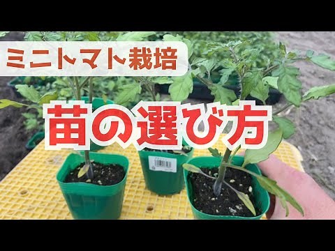 「ミニトマト栽培」苗の選び方3つのポイント【家庭菜園初心者向け】