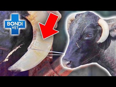 Bull's Horn Growing Into Own Skull Needs Removal! 😱 | Bondi Vet Clips | Bondi Vet