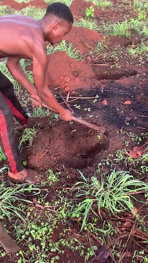 Exploring the Biggest Yam Producing States in Nigeria