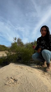 25K views · 1.5K reactions | Conoce al romero del desierto… o más bien, al romerillo. #plants #plantas #plantsofinstagram #plantsmakepeoplehappy #plantseverywhere #plantseverywhere #fyp #garden #jardin #plantitas | Diario de una bióloga | Facebook