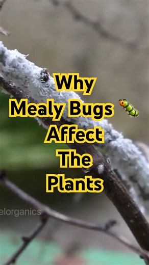 Why mealy bug’s affect your plant #gardening #gardeningtips #gardeningforbeginners