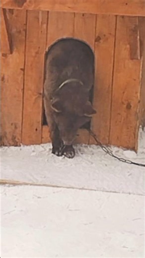 Teddy bear! A dream on a February afternoon! 😂 #dream #dog #animals #laughter #jokes