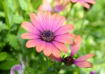 Angiospermas - Biologia Net