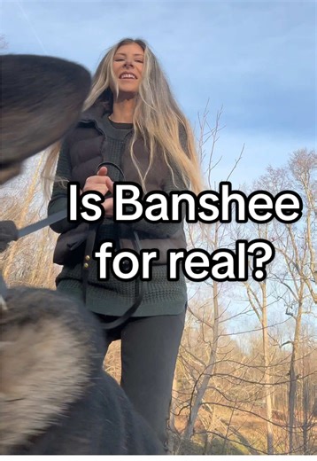 Protection dog in training, Banshee. Banshee’s foundational training was set in civil agitation with NO equipment introduction. Just bare arms and eventually, a hidden sleeve. Why? Because her training is designed to help her owner in the event of a real life threat. In a real world situation, there won’t be any sleeves to win. In the event that bark is not enough to scare someone away, she is prepared to take further action. Banshee is available for early reservation and her training will be co