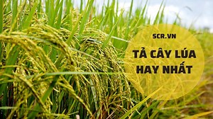 Tả Cây Lúa Lớp 4, Lớp 5 Hay Nhất [34  Bài Văn Miêu Tả Cây Lúa Điểm 10]