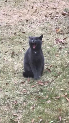 Junebug(formerly Junior) - Weird bird sound? #shorts #shortvideos #junebug #outsidekitty #yawning