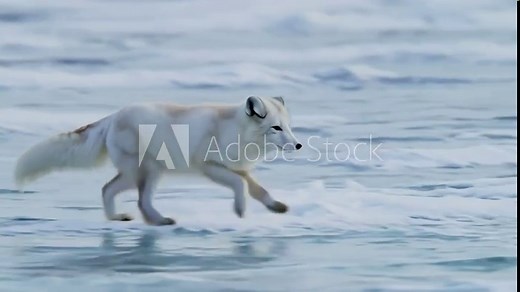 Arctic fox running on ice in polar landscape, wildlife animal in winter environment, cold nature, wild white fox in motion.