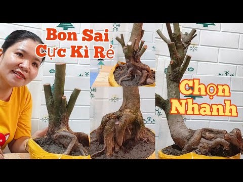 (17/4) ☎️ Phone: 0373.253.427 GL: Extremely Cheap Bonsai, Choose Quickly.