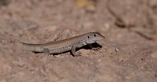 Whiptail Lizard