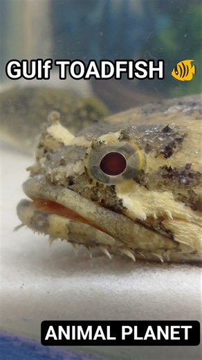 Oyster Toadfish🐸 | Animal planet | Animal zone | #animalplanet #fish #animalzone #shortvideo