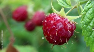 Rubus idaeus, raspberry is an excellent antioxidant