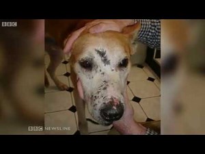Illegal badger baiting continues in Ireland