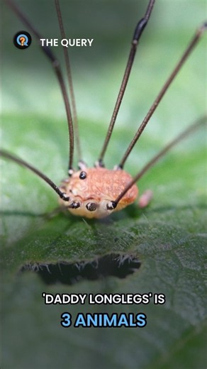 'Most Venomous Spider Alive' Is Really Three Harmless Animals #Shorts