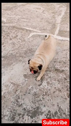 Mini Pug Adventures That Will Make You Go “Aww!”😜🥰#PugDog #PugShorts #Funny #DogsOfYouTube#vodafone