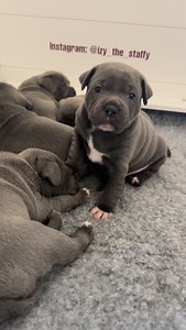 105K views · 237K reactions | Petra’s little velvet teddy bears with...